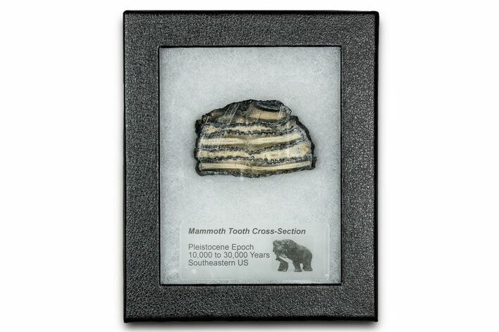 Mammoth Molar Slice With Case - South Carolina #335126